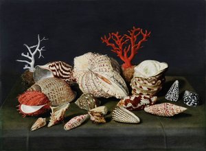 Still Life with Shells and Coral by Jacques Linard
